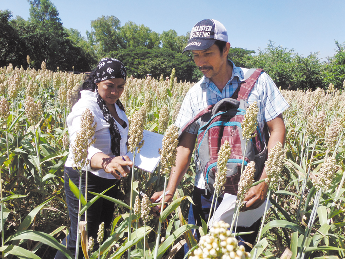 Gran venta de sorgo en proyecto agrario en Chinandega