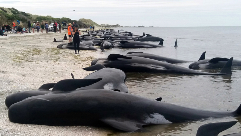 Este sábado, un nuevo grupo de 240 ballenas nadó hasta vararse en la zona. LA PRENSA/AP