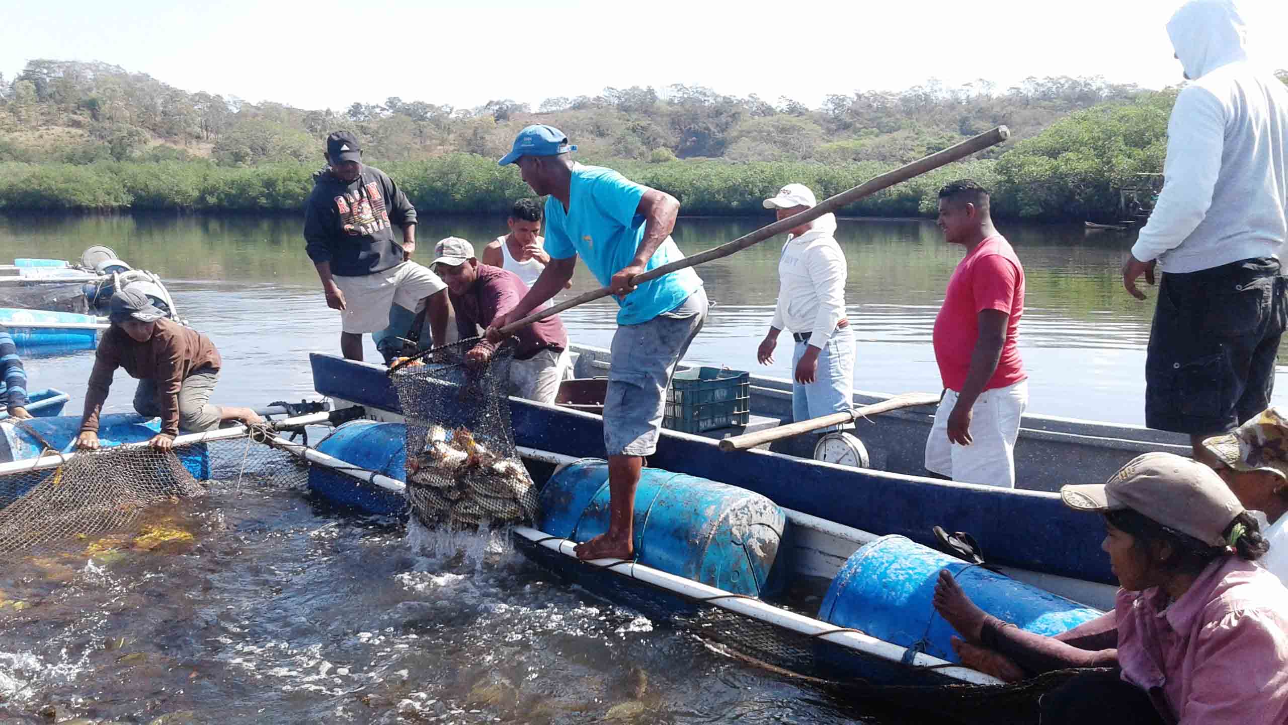 cosecha de pargos, Nicaragua, cosecha de peces Nicaragua