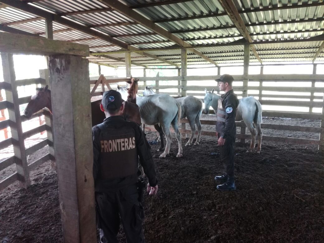 Los caballos decomisados en Los Chiles, Costa Rica, no son aptos para el consumo humano por sus condiciones insalubres, según la Policía de Fronteras. LAPRENSA/Cortesía