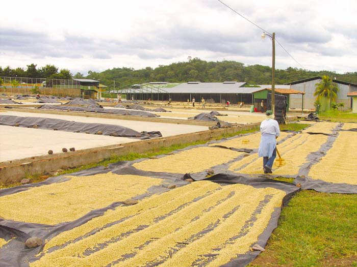 El café de las fincas de San Juan de Río Coco está en los patios de secado de Palacagüina LA PRENSA/ W. ARAGÓN