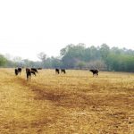 El Niño golpeó con más fuerza en agosto al Pacífico y el Corredor Seco de Nicaragua
