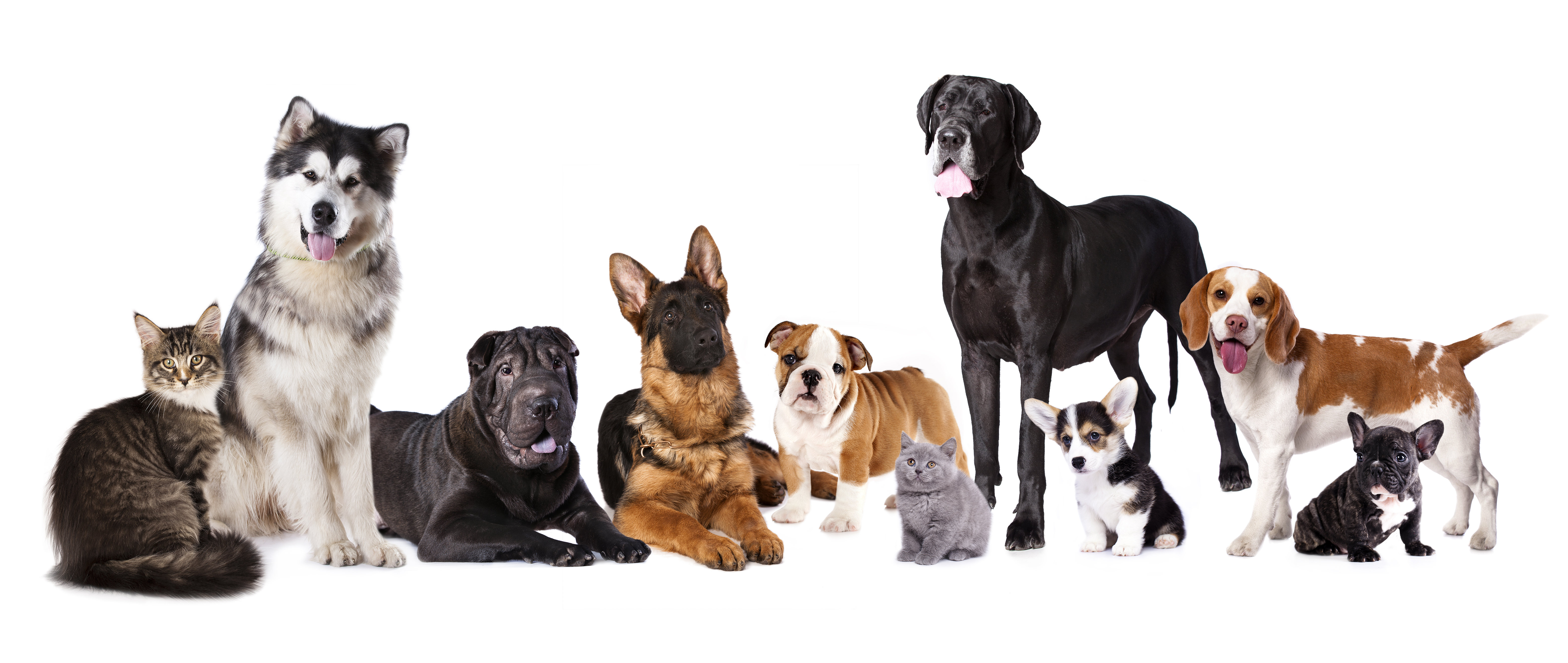 Las seis razas de perros más populares de Nicaragua