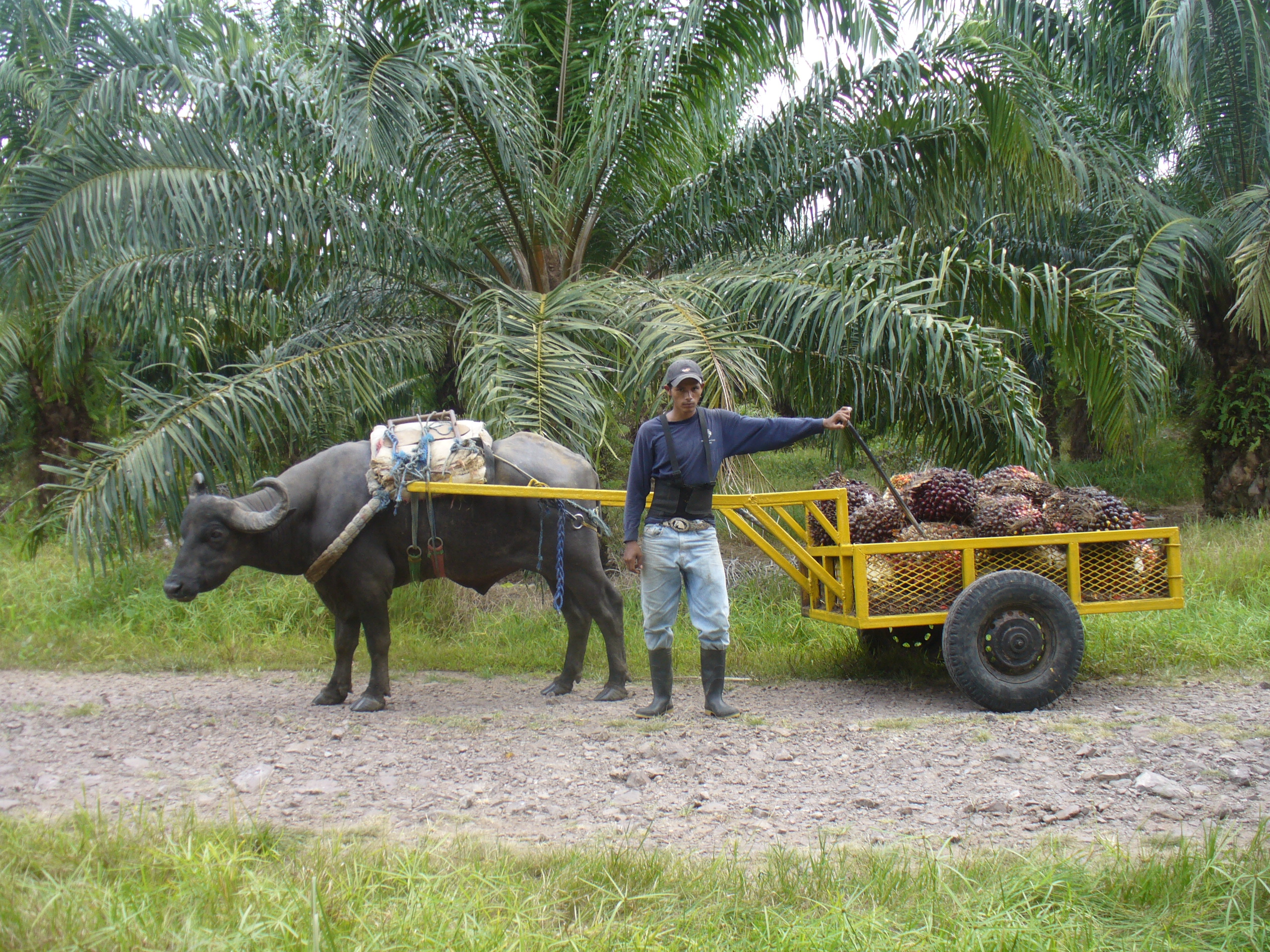 Productores pretenden una mayor expansión de la palma africana en Nicaragua