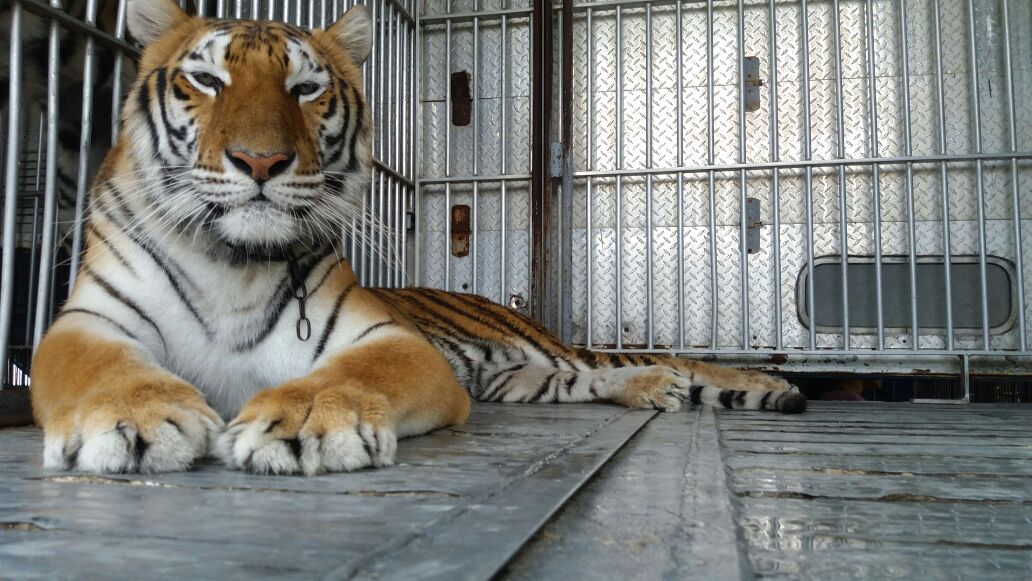 Parque tico busca adoptar a nueve tigres de bengala varados en Nicaragua