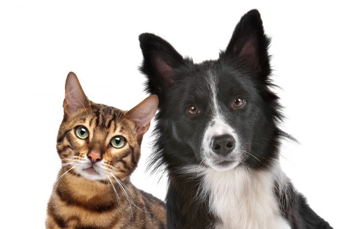 Perros, gatos