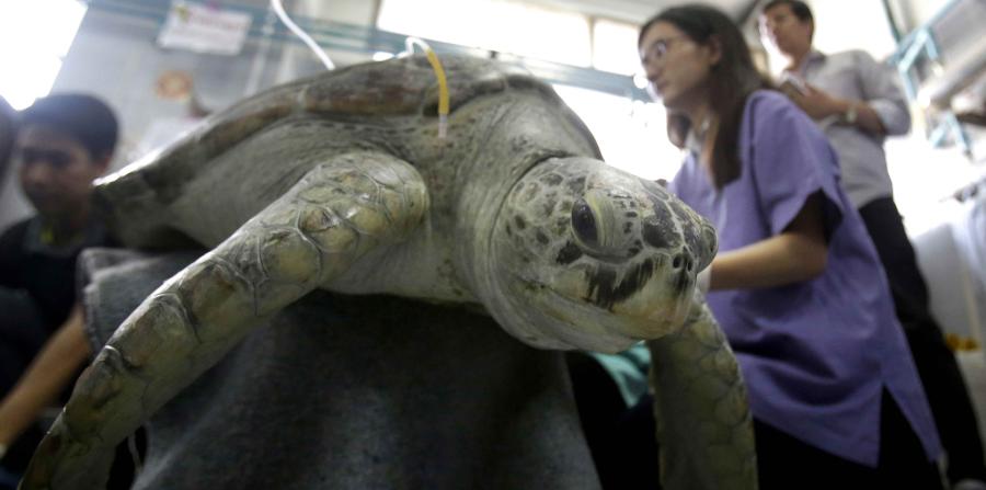tortuga, tortuga traga monedas