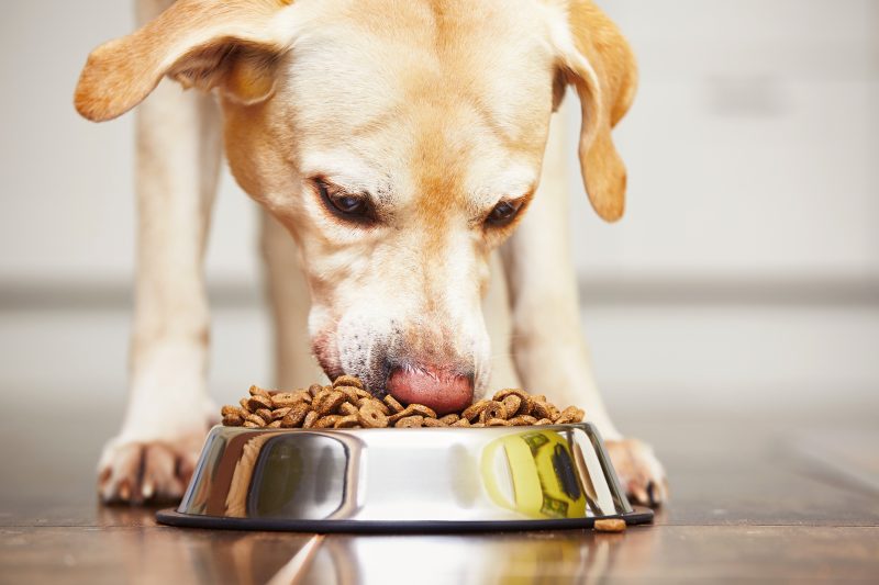 perros, comida para perros, qué deben comer los perros,