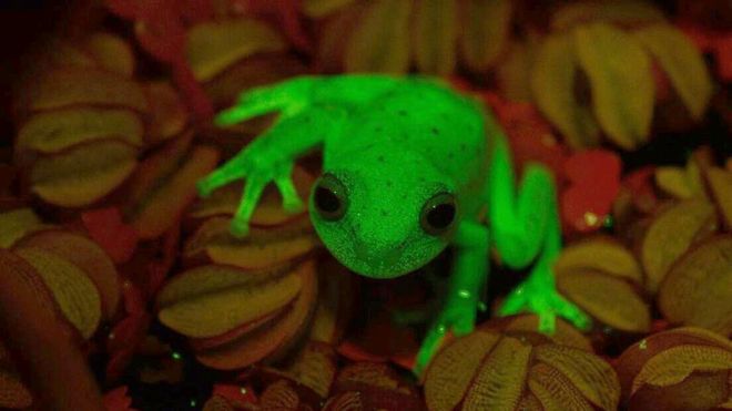 Así es la primera rana fluorescente que han descubierto en el mundo y que vive en Argentina