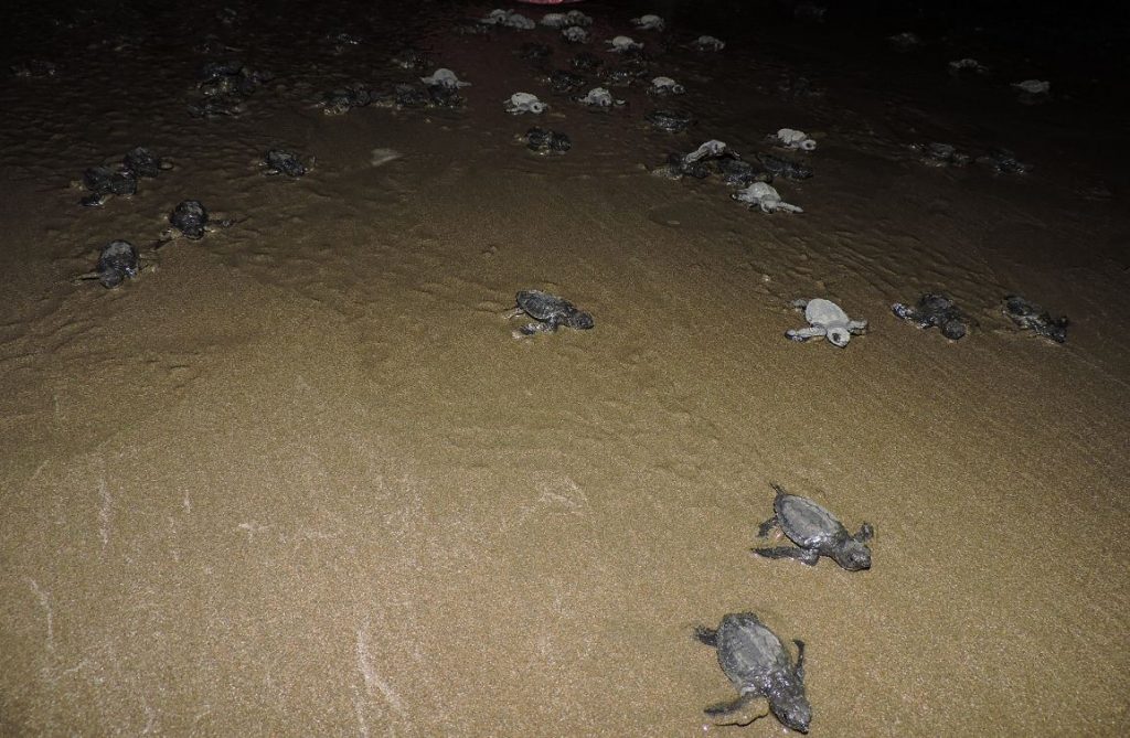tortugas, Nicaragua, tortugas chacocente