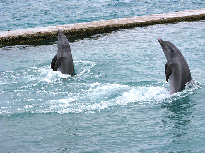 Una de las atracciones del oceanario de las Islas del Rosario, es el show de delfines.