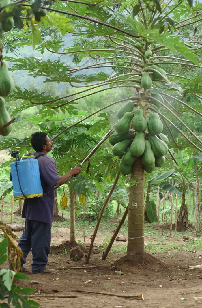 Fumigando plantíos de papaya. LA PRENSA/René Ortega