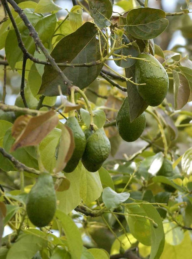 Cultivo de aguacate en Solentiname. LA PRENSA/ Moisés Matute