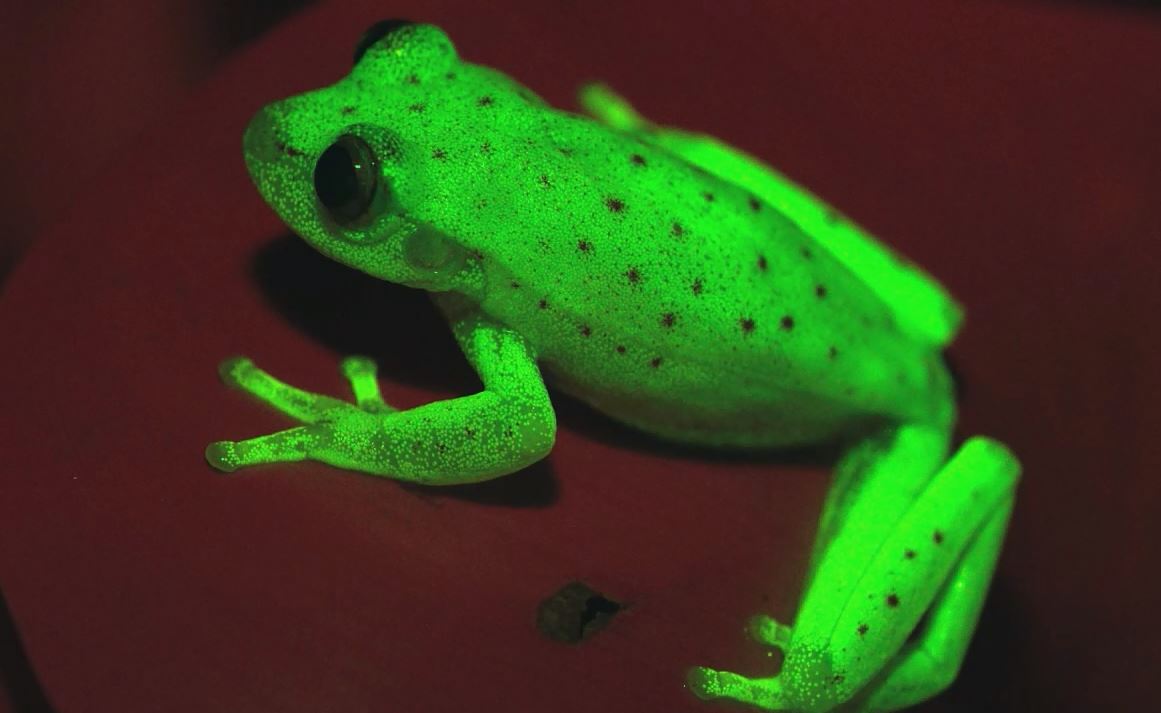 Una rana naturalmente fluorescente