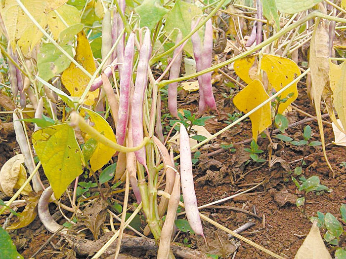 Los productores de Nueva Guinea esperan que cesen las lluvias para aporrear los frijoles. LA PRENSA/JERÓNIMO DUARTE