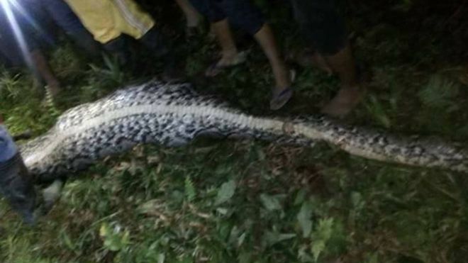 El hombre al que encontraron muerto dentro de una enorme pitón en Indonesia