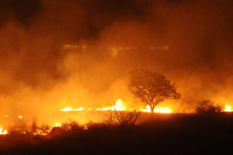 Empresas piden transformar incentivos fiscales forestales en pagos en efectivo