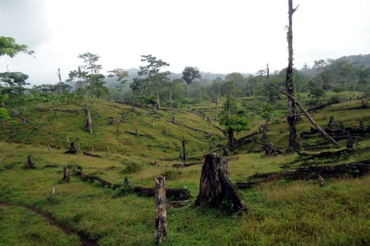 Instituto Nacional Forestal es un peligro en manos de la Presidencia
