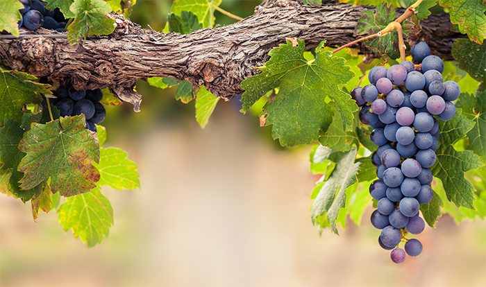 En Australia se cubren los viñedos con protectores solares para que no se arruguen ni se quemen, lea aquí esta y otras cosas que no sabías sobre las uvas