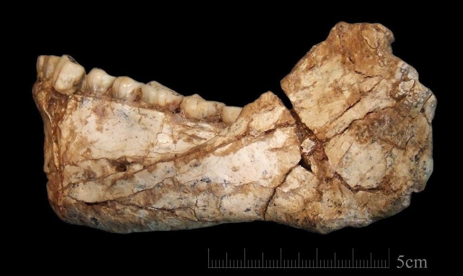homo sapiens más antiguo del mundo, homo sapiens