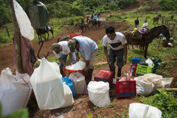 Exceso en oferta de leche afecta a productores de queso en Nueva Guinea