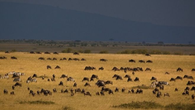 Las plantas del continente americano que ponen en peligro a millones de animales salvajes en África