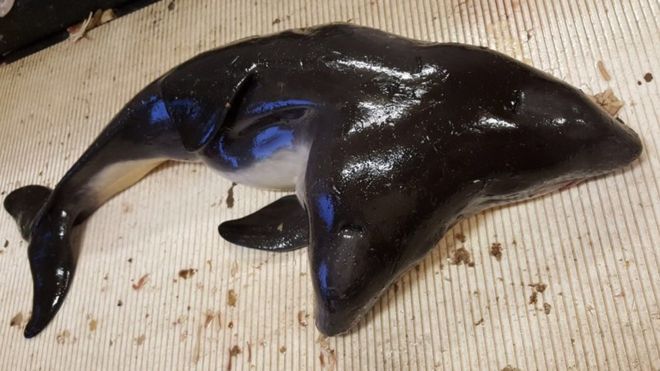 Hallan por primera vez a una marsopa de dos cabezas