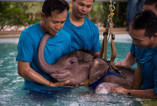 El emocionante rescate de un elefante bebé que pudo salir del agua gracias a su madre y a su tía