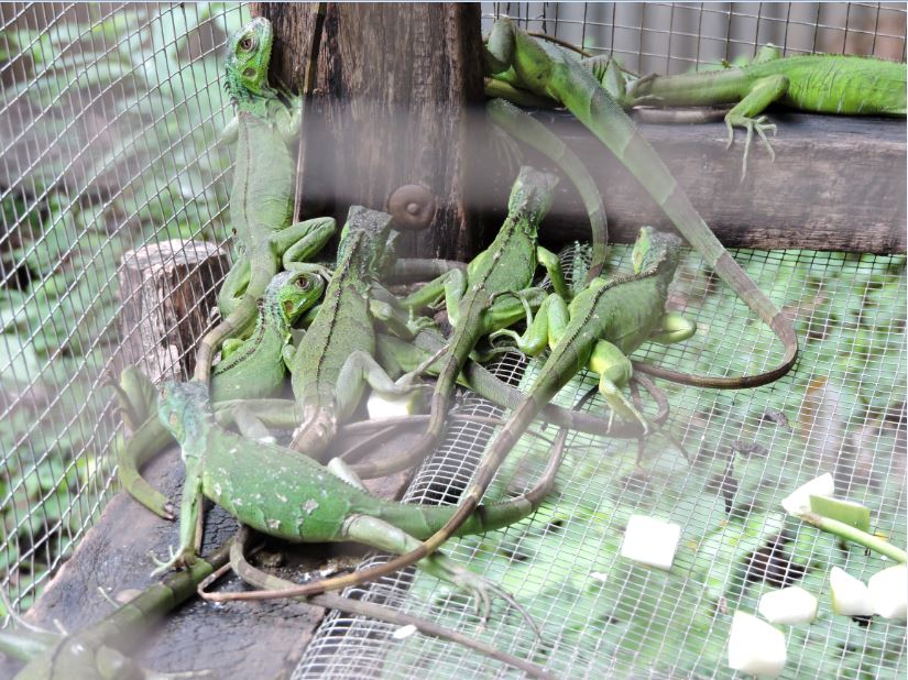 iguanas verdes, Carazo