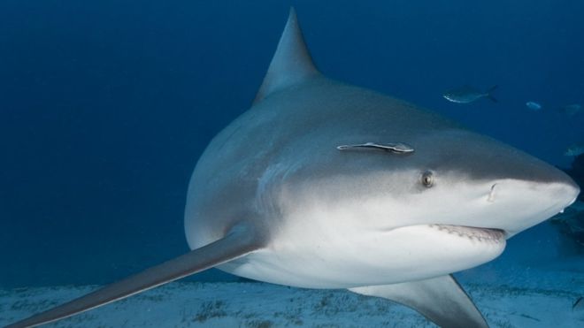 El tiburón toro, la extraordinaria especie capaz de habitar en aguas dulces y saladas (y está en América)