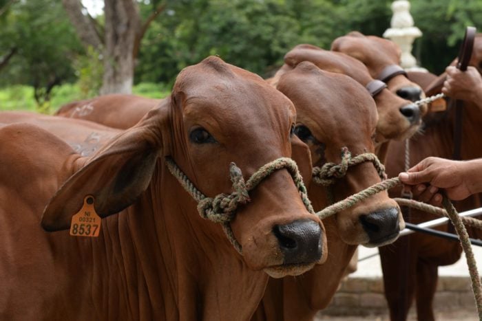 Brahman Cuidados, hato, ganadería, Nicaragua, ganado