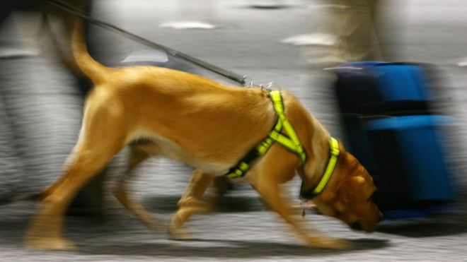 Qué es el «frasco de olor» que ayudó a la policía de EE.UU. a encontrar en minutos a una mujer desaparecida