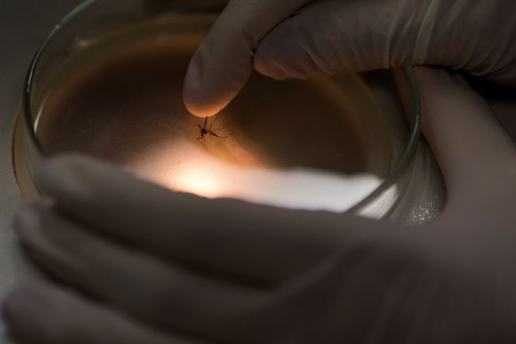 Nicaragua retrocede y pasa de la erradicación al seguimiento de los casos de malaria