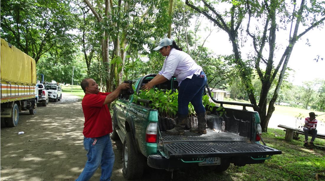 Siuna, reforestación