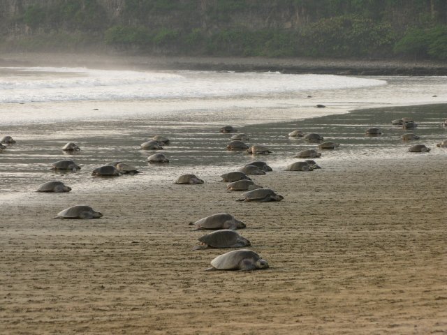 Cambio climático afecta anidación de tortugas en Nicaragua