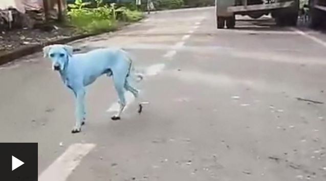 El misterio de los perros azules de Bombay, India