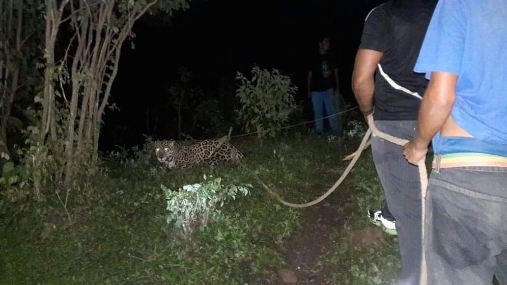 Estelí, jaguar
