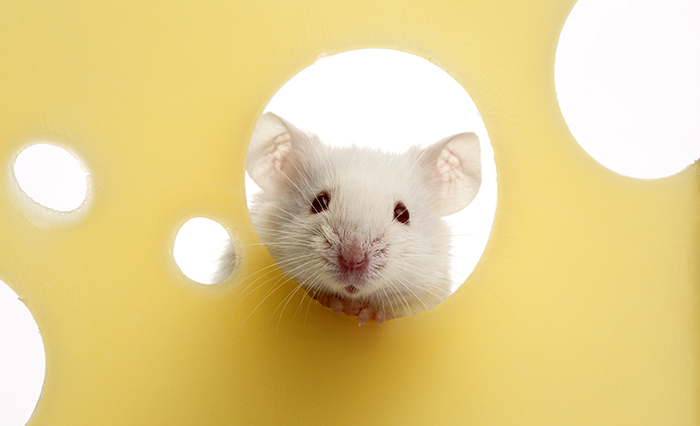 ratones, ratones