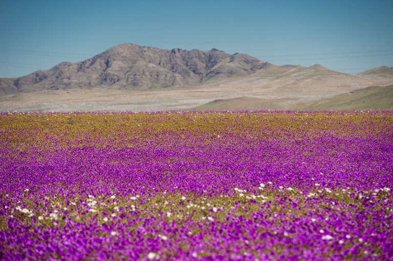 Atacama, Desierto del Atacama, El milagro del Atacama, Chile, desierto más árido del mundo