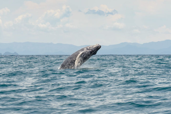 ballenas
