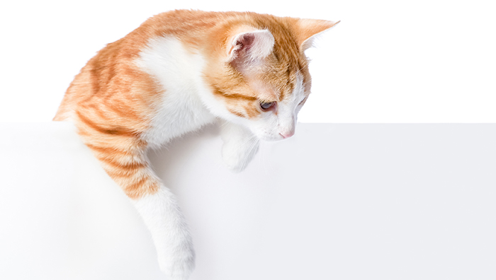 Los gatos no siempre caen de pie