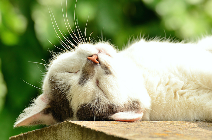 Los gatos, al igual que los perros, únicamente sudan por la planta de sus patas y por sus narices.