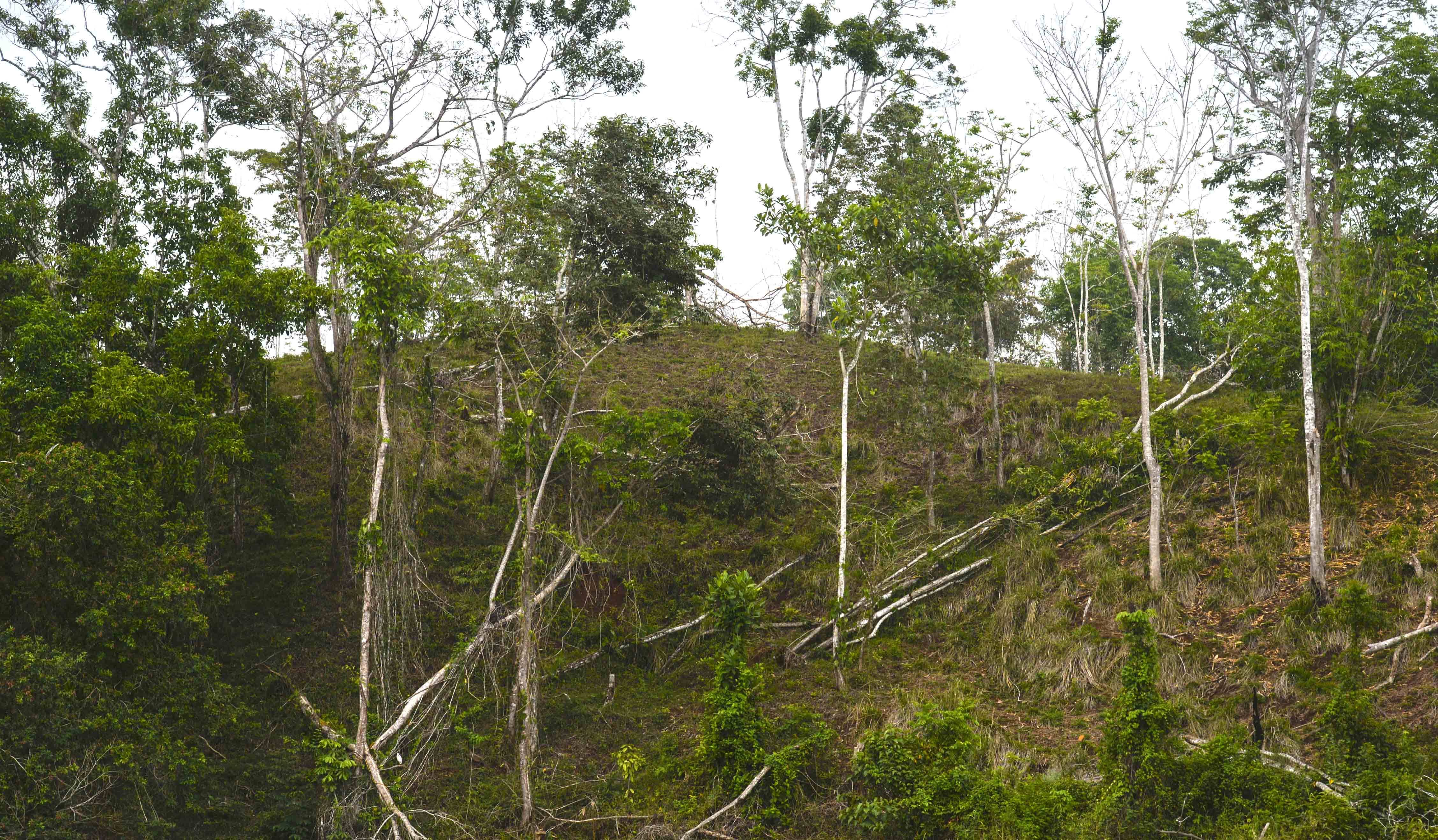 Saneamiento forestal podría favorecer al saqueo en la reserva Indio Maíz