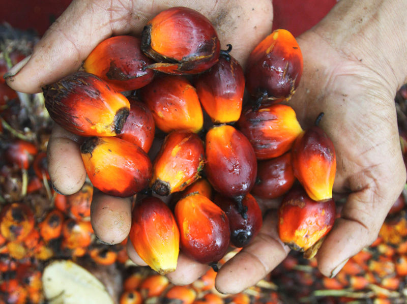 palma africana, aceite de palma africana