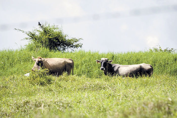 A ejecutar Fondo de Garantía en el norte centro y occidente de Nicaragua