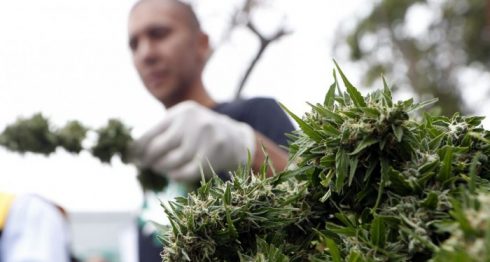 Marihuana recreativa será legal en California