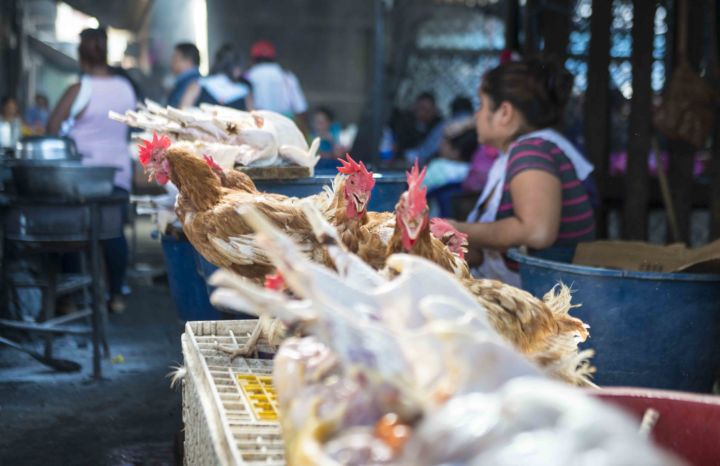 fin de año, gallina, cena, mercado Oriental
