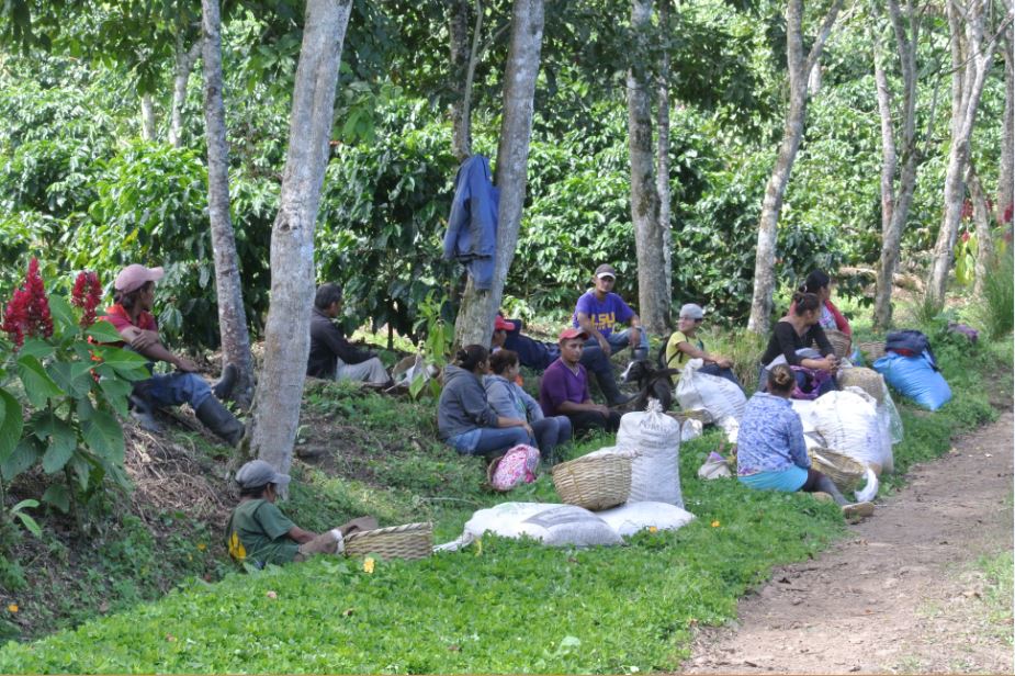 café, robos, Jinotega