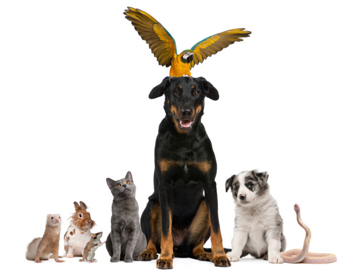¿Sabías que la palabra “mascota” es de buena suerte y trae felicidad?