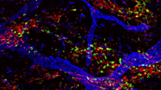 Cuáles son las células de nuestro cuerpo que viven durante más tiempo